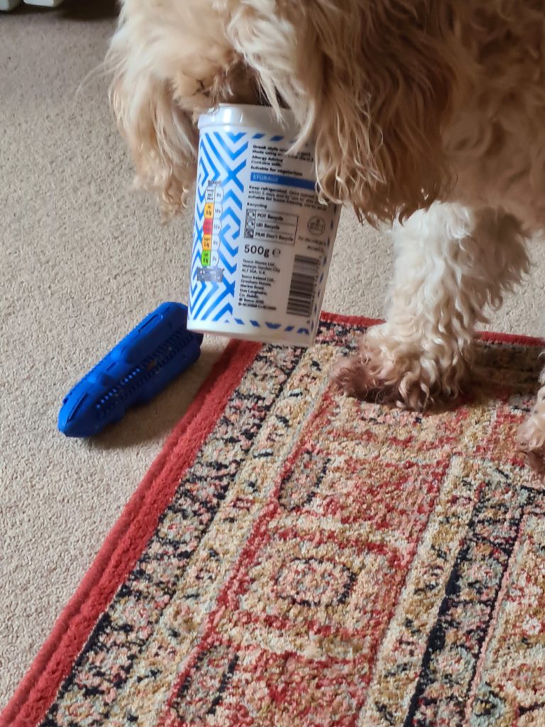 betty has her nose completely inside a large yoghurt tub, which she is clearly relishing licking out