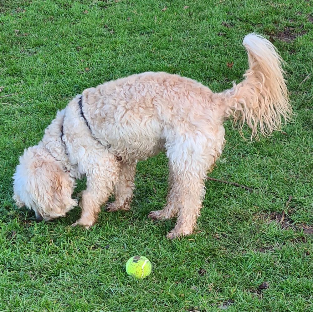 betty sniffs near a ball, ready to grab it if I try to get it
